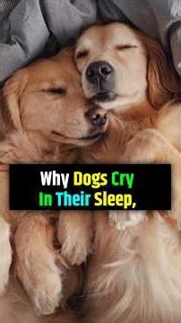 Why Dogs Cry In Their Sleep " #dog