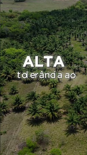 OKAPI® 🌟The first hybrid brachiaria grass developed for shade! 🚀