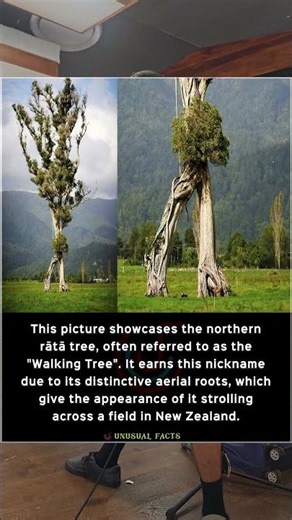 These are the northern walking trees of New Zealand