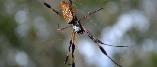 Banana Spider