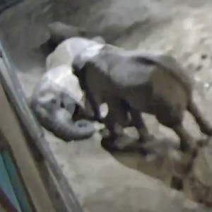 The footage is adorable 🐘😍🐘 | Somerset Live