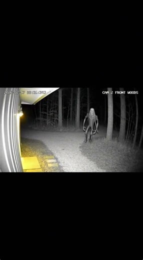 "Something came out of the woods last night... 💀"