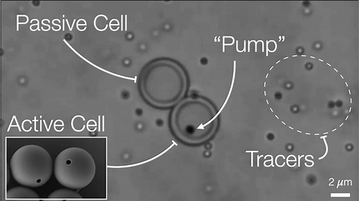 Scientists create artificial cells that mimic living cells’ ability to capture, process, and expel material