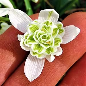 Easy to Grow Galanthus Double Snowdrop Flore Pleno 10 Plant Bulbs - Flowers in Late Winter to Early Spring, Partial Sun Outdoor Zones 3-8