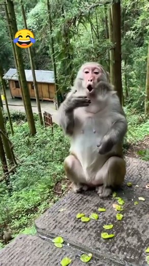 Catching monkey and eating it food ❤️