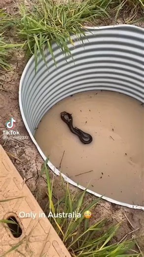 During Heavy rains, People And Animals Work Together! Please stay safe everyone! If you see any wildlife in need please give us a call or your local wildlife rescue unit. We are here to help! Keep an eye out for Sea Snakes on our beaches as well, there are bound to be a few washed up over the next few days! All animals in this video were rescued and released back in the bush we believe! | Sunshine Coast Snake Catchers 24/7