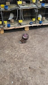 1.7K views · 98 reactions | Gaditano 0669059202 | Pigeon Life Gaditano | Facebook