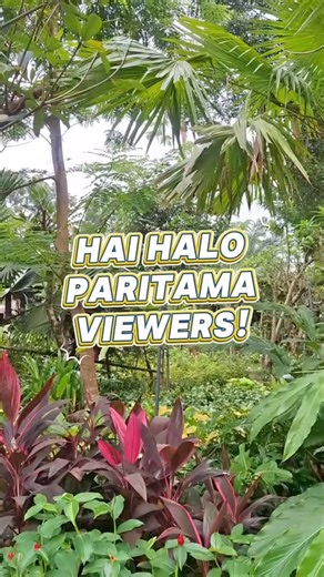 Paritama Landscape Architect on Instagram: "Spatifilum dengan daun hijau mengilap dan bunga putih bersih jadi focal point cantik untuk indoor. Tetap berbunga meski cahaya minim, plus bantu bersihin udara. Menarik banget ga sii😊✨"