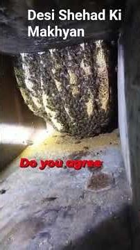 "شہد کی مکھیاں پالنے کے حیرت انگیز فائدے 🐝🍯 | Beekeeping Benefits"