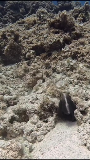 Masama Expedition on Instagram: "Scientists say octopuses sometimes slap fish for no reason. This footage strongly supports that theory. I was minding my own business scuba diving when this octopus suddenly reached out and smacked a passing fish like it owed him money. No hunting. No threat. No explanation. Just pure octopus chaos. Octopuses are insanely intelligent, emotional, and occasionally… petty. Some marine scientists believe these random slaps are dominance checks, mood swings, or just a