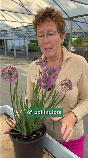 Allium ‘Lavender Bubbles’ Zones 4 to 8