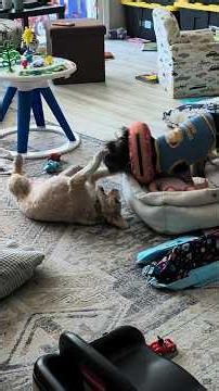 The laziest puppy fight ever! 😂