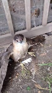 Sparviero si mette nei guai con alcune galline davvero arrabbiate 🦅🐔 | Newsner Italia