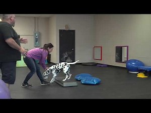 5 Steps to winning your next dog show with - Eric Salas