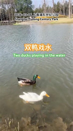 两只鸭子在上海浦东世纪公园水中嬉戏 ｜Two ducks playing in the water at Century Park, Pudong, Shanghai