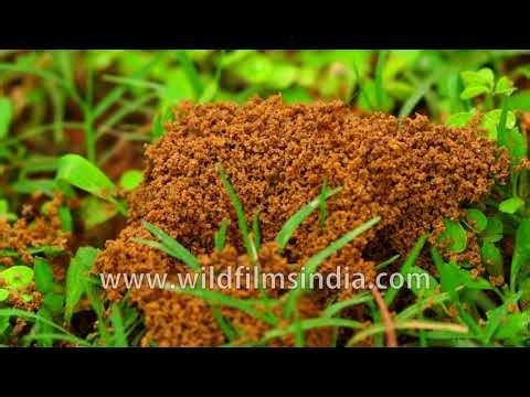 Time-lapse shows thousands of Ants building a new anthill among green grass, over ground
