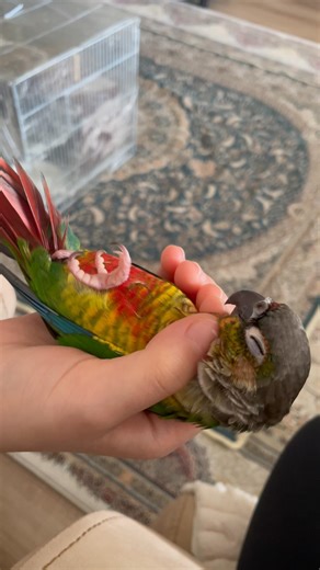 My Cute conure 🥰🥰😍