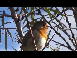 Le petit chant du rouge-gorge