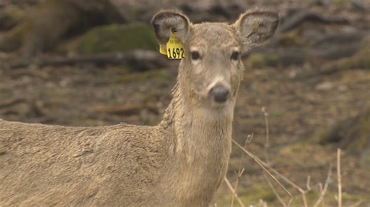 RAW: DNR response on deer numbers