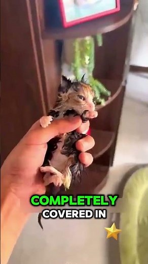 The Kitten Who Got Three Dog Bodyguards