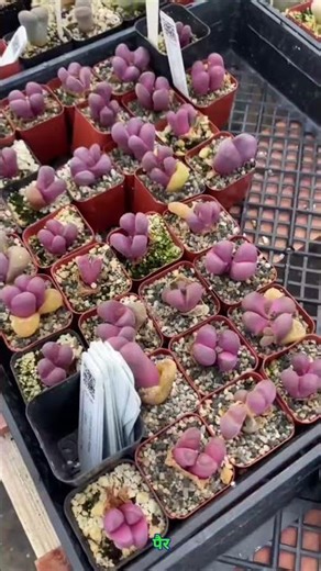 Lithops || Plants not Rocks || #facts