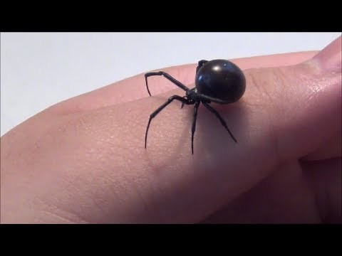 Black Widow Handling (HD)
