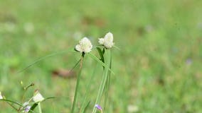 Kyllinga nemoralis grass. stock footage. Video of heads - 402549120