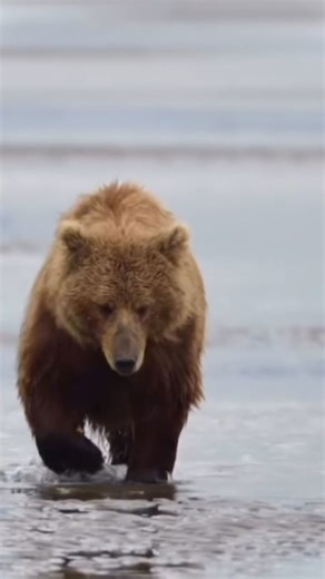 Brown bear facts: Surprising behaviors and survival insights