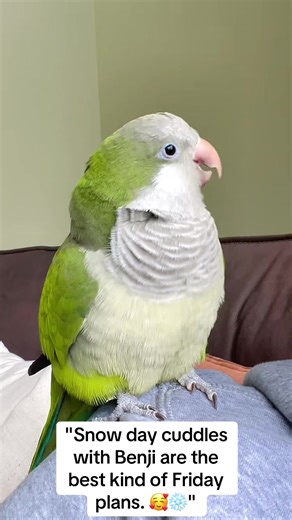 Snow Day Cuddles with Benji the Quaker Parrot