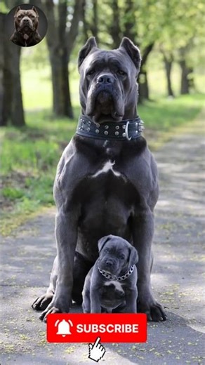 Giant Dog Transformations 🐾💥 | Stunning Puppy to Adult Glow Ups #Shorts #MegaMutts