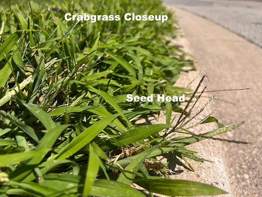 The Lifecycle of Crabgrass & How To Get Rid of It | The Lawn Care Nut