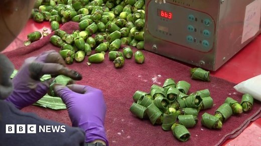 Asia's deadly secret: The scourge of the betel nut