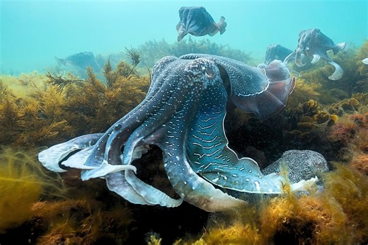 This tentacled giant can grow as long as a cricket bat. Tens of thousands are about to gather in South Australia | Discover Wildlife