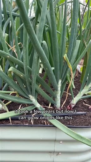 4.4K views · 28 reactions | The most important part of growing bulbing onions is selecting the rig... - onion planting #plants #gardening #garden | The Green Garden | Facebook