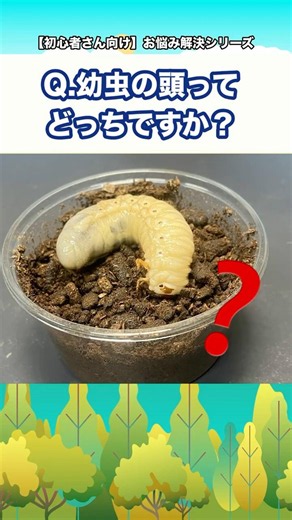 Q.幼虫の頭ってどっちですか？【初心者さん向け】お悩み解決シリーズ！#クワガタ #カブトムシ #クワカブ #飼育方法