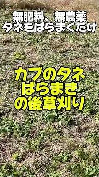 ばらまき農法 #オーガニック #自然農 #現代農業