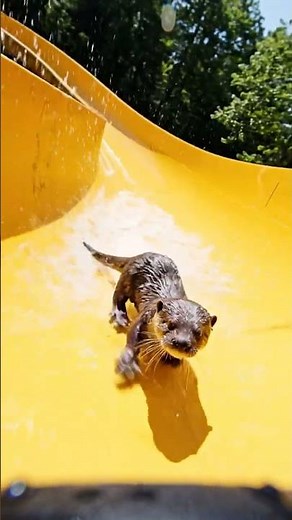 You Won't Believe This Baby Otter Sliding Skills 💦