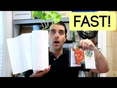 How To Grow Seeds Fast Indoors | Paper Towel Germination & 10 Day Seedling Update EASY