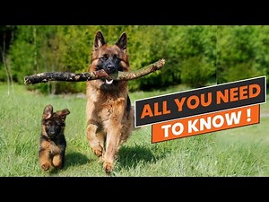 Can Two Female German Shepherds Live Together Harmoniously? All You Need to Know!