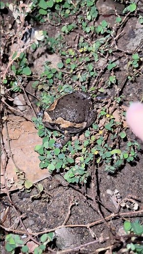 Chubby frog so cute #funny #frog #funnyvideo #nature #frogs