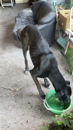 Mueve la colita Pango #perro #grandanes