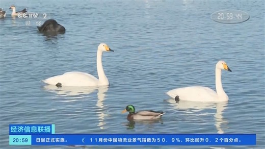 [经济信息联播]甘肃张掖：大天鹅迁徙路线首获完整记录