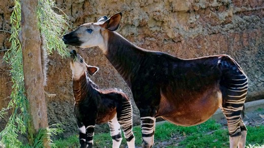Where are Okapis found? Habitat explored as rare and endangered calf born in Cincinnati Zoo