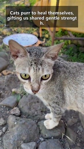 5 Surprising Reasons Cats Purr & Their Health Secrets 😺