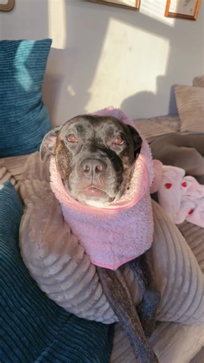 Emotional Dog Reunion: Healing After Serious Injury