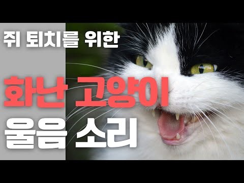 Angry Cat Meowing Sound