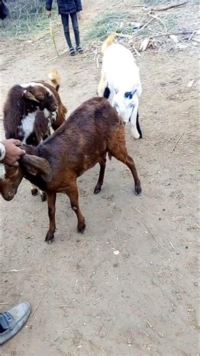 GOAT SOUNDS 🤣 STYLE AND MEETING 😄#goat #shorts