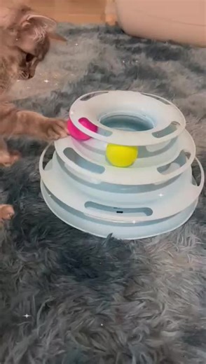 Tutu_D_Cat on TikTok