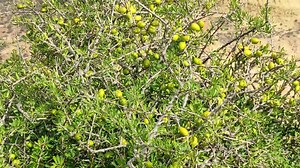 Argan tree (Argania Spinosa) branches with ripe nuts and green leaves. Nuts give the famous Argan oil that is rich in fatty acids and is used in cooking and cosmetics for a healthy lifestyle. Morocco