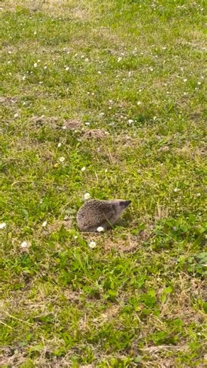 🦔⏰ IL RICCIO SI È SVEGLIATO dal LETARGO - Cosa starà cercando ❓🪱🐜 #riccio #primavera #risveglio